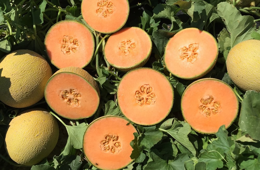 cantaloupe