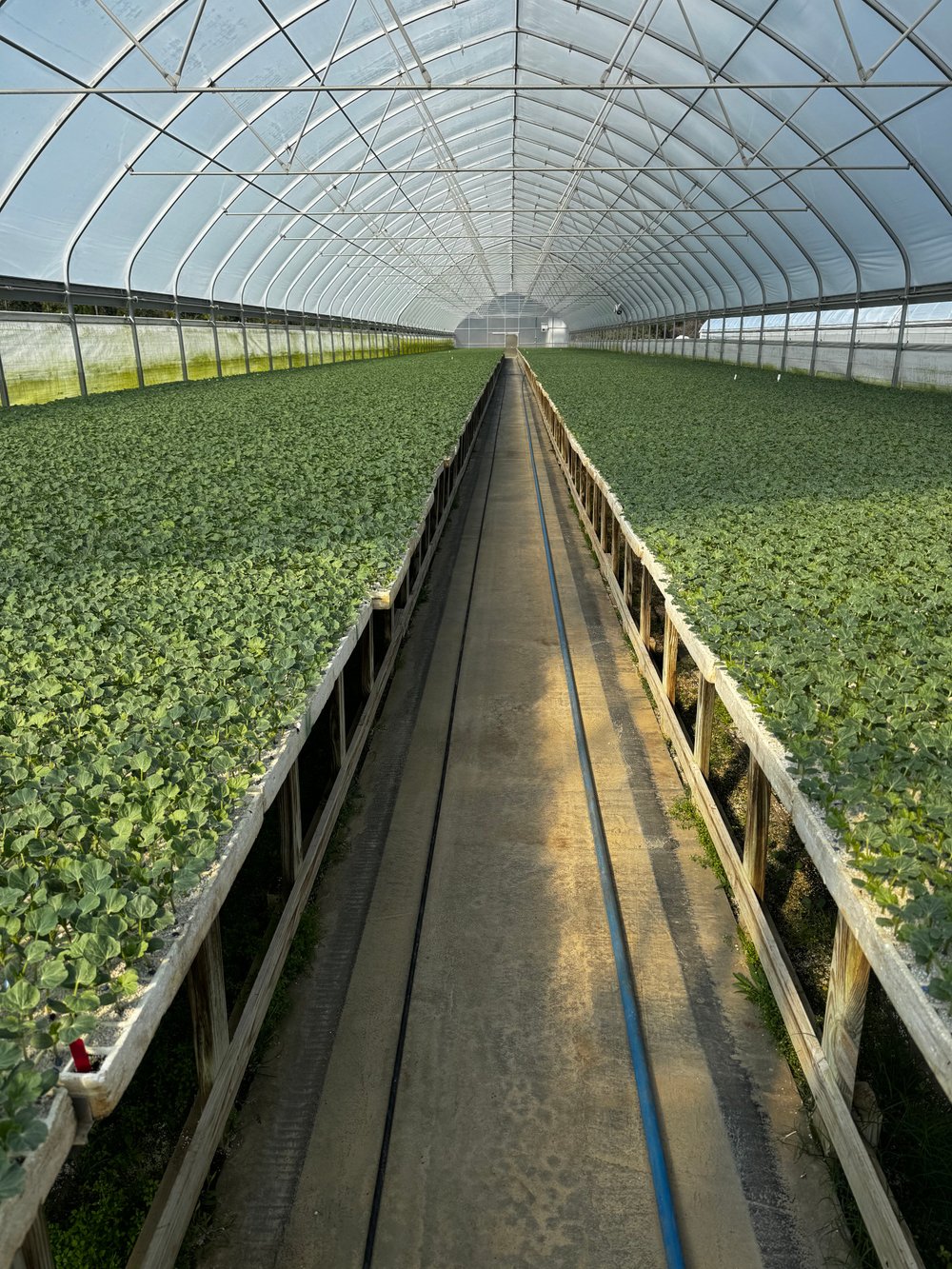 greenhouse interior