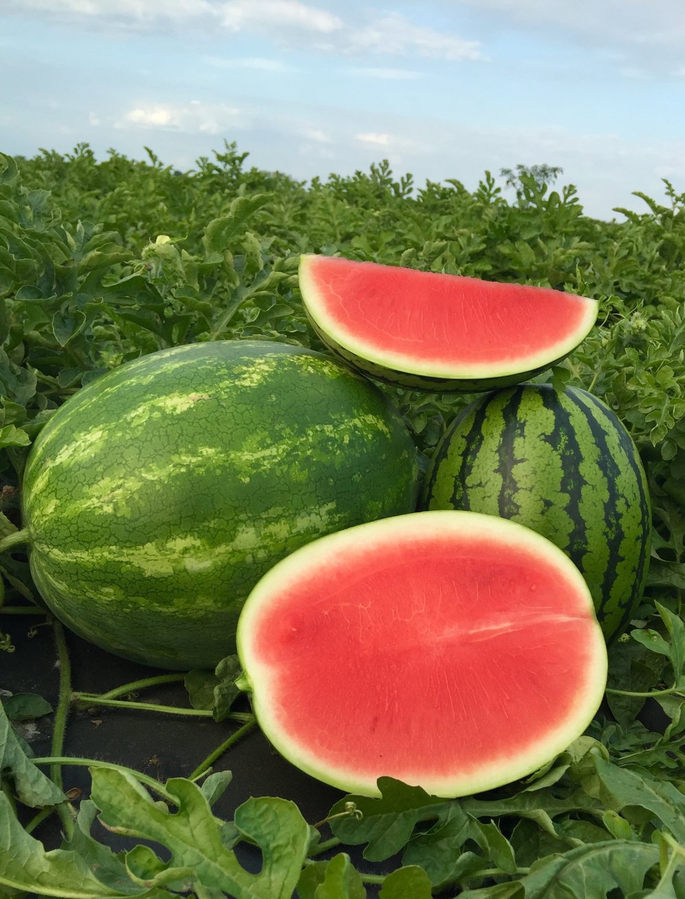 watermelons