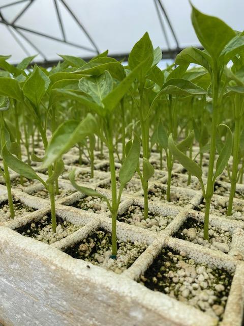 plants in tray