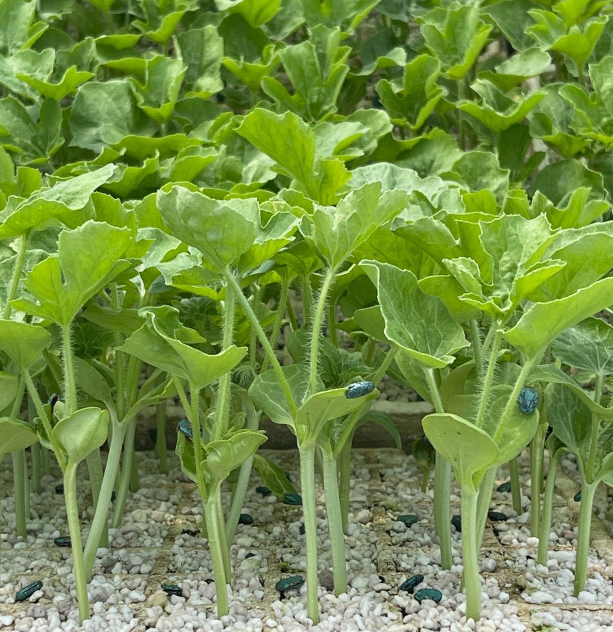 close up of plants growing from tray