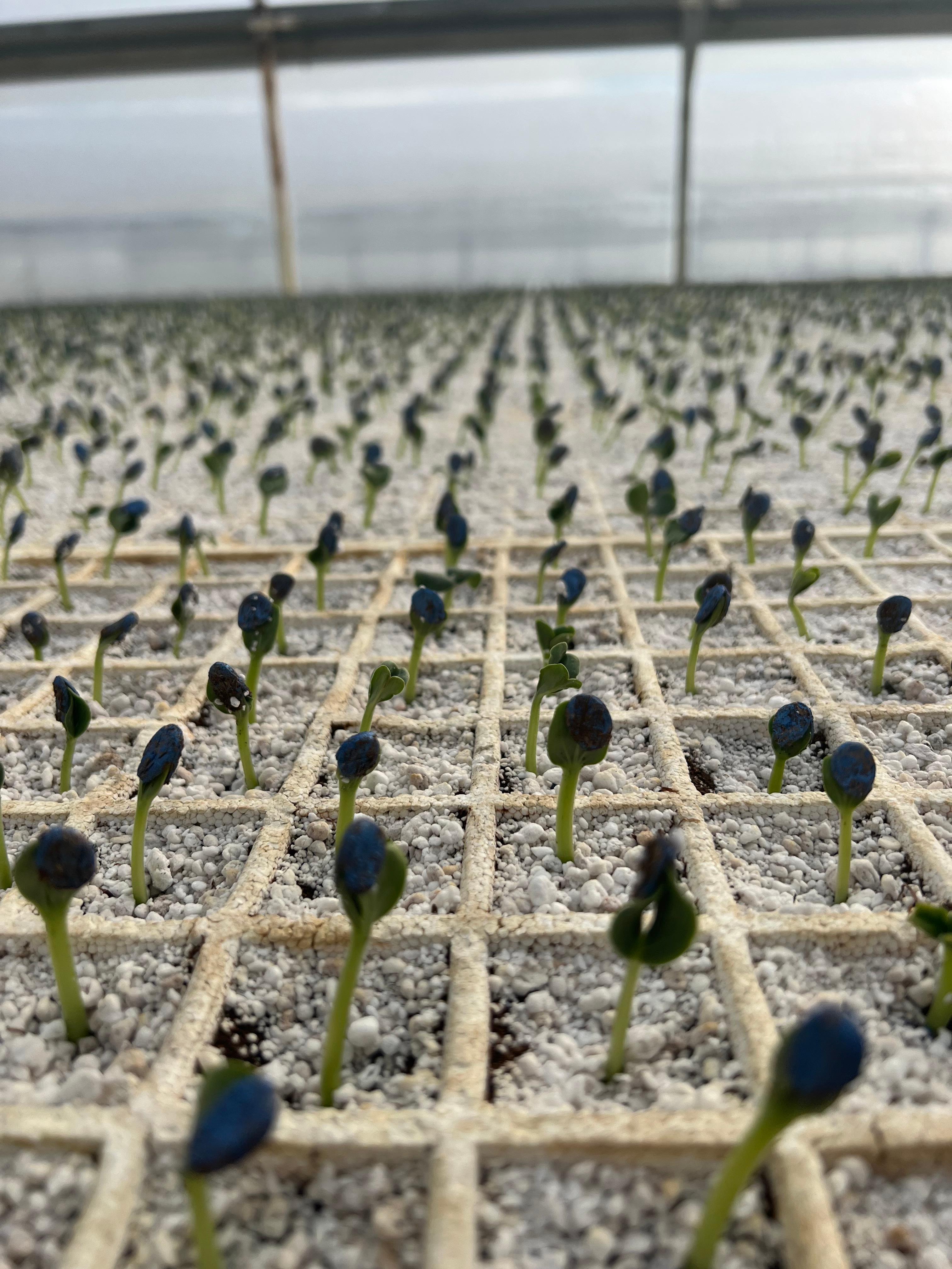 plants in tray