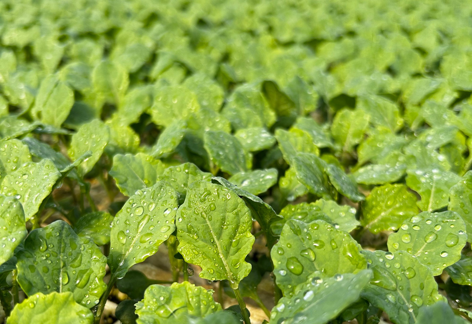 plant-closeup-large